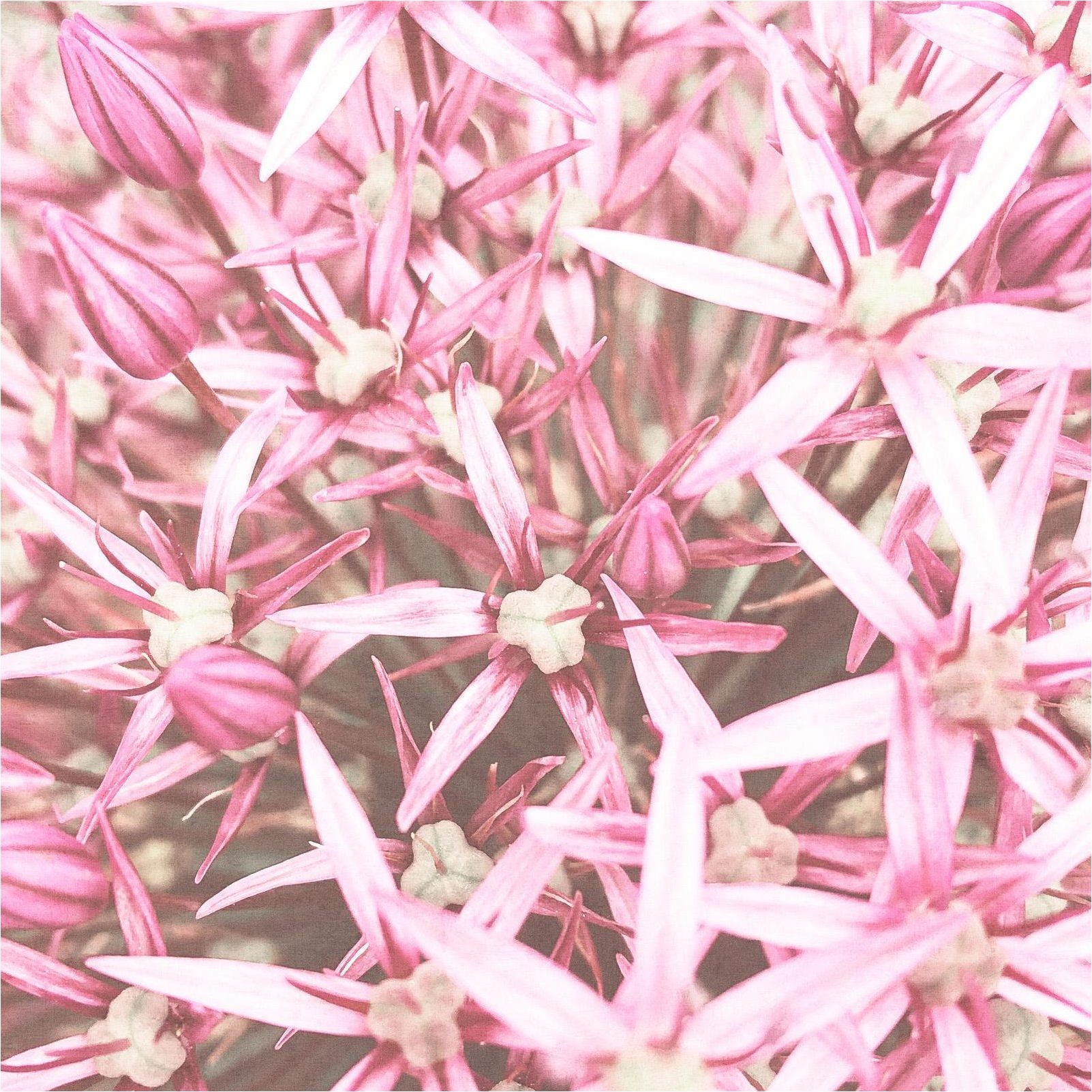 Vlies Fototapete 364132 Blumen Floral Selection Rasch