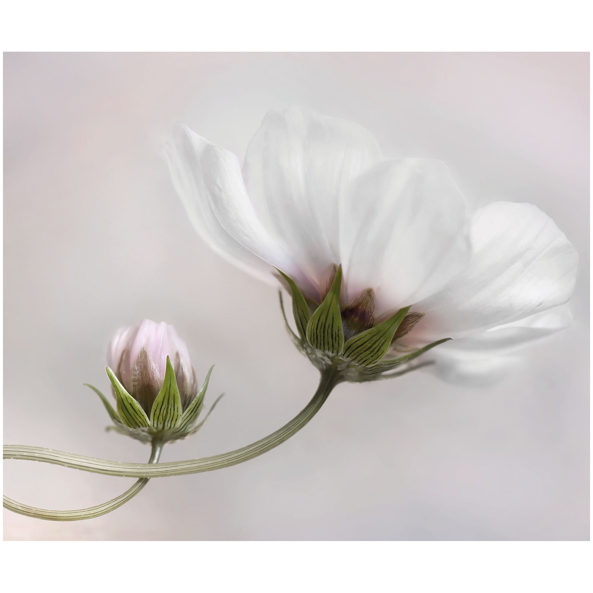 Komar Fototapete - Into the Light - 250 x 300 cm - Vlies Digitaldruck - Klassisch