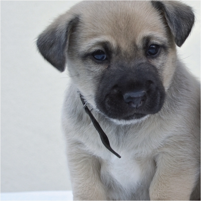 Vlies Fototapete 892406 Kinderzimmer Selection Rasch