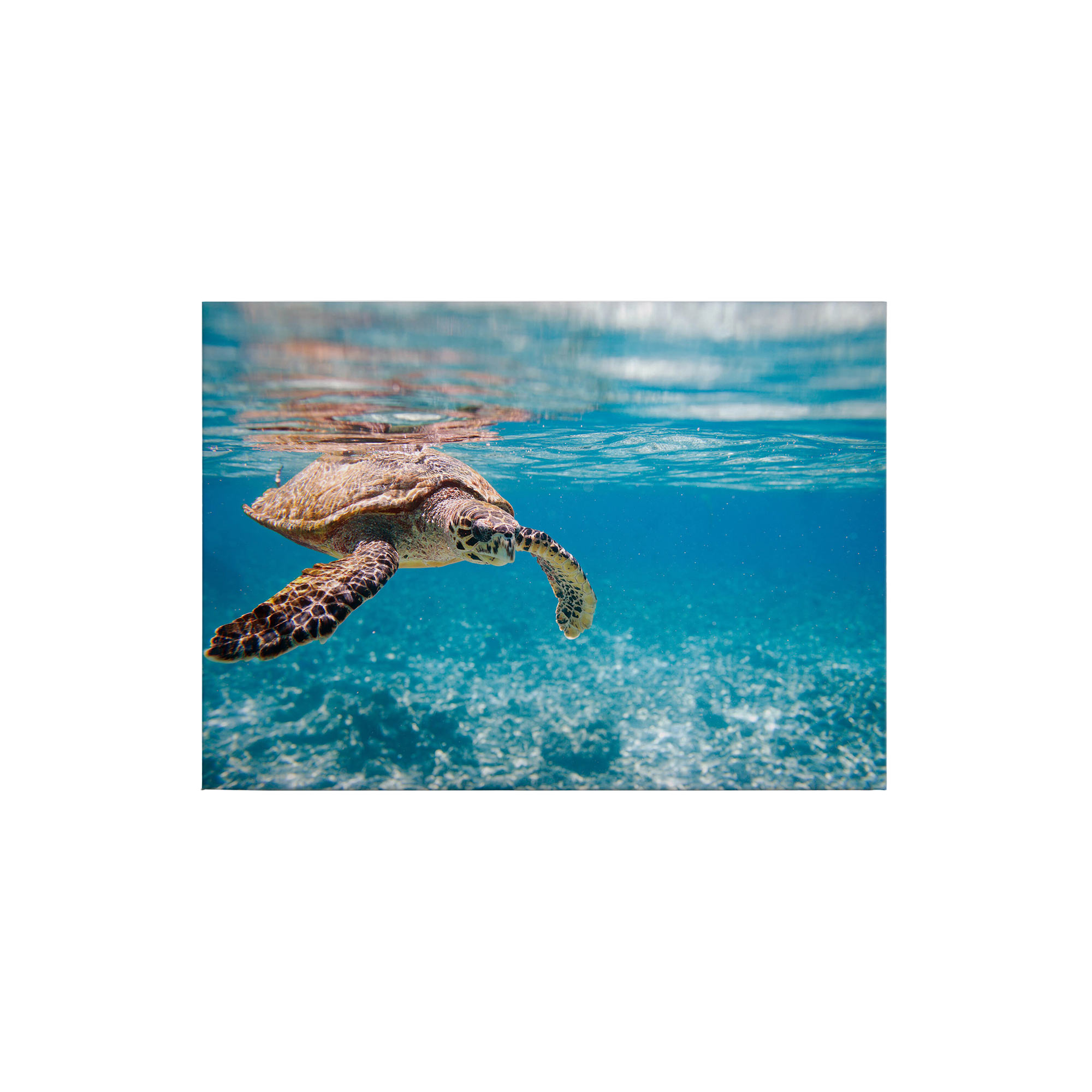 Tadessi Leinwandbild Schildkröte Unterwasser - 50 x 70 cm - M1-No.50288 - Keilrahmen in Blau