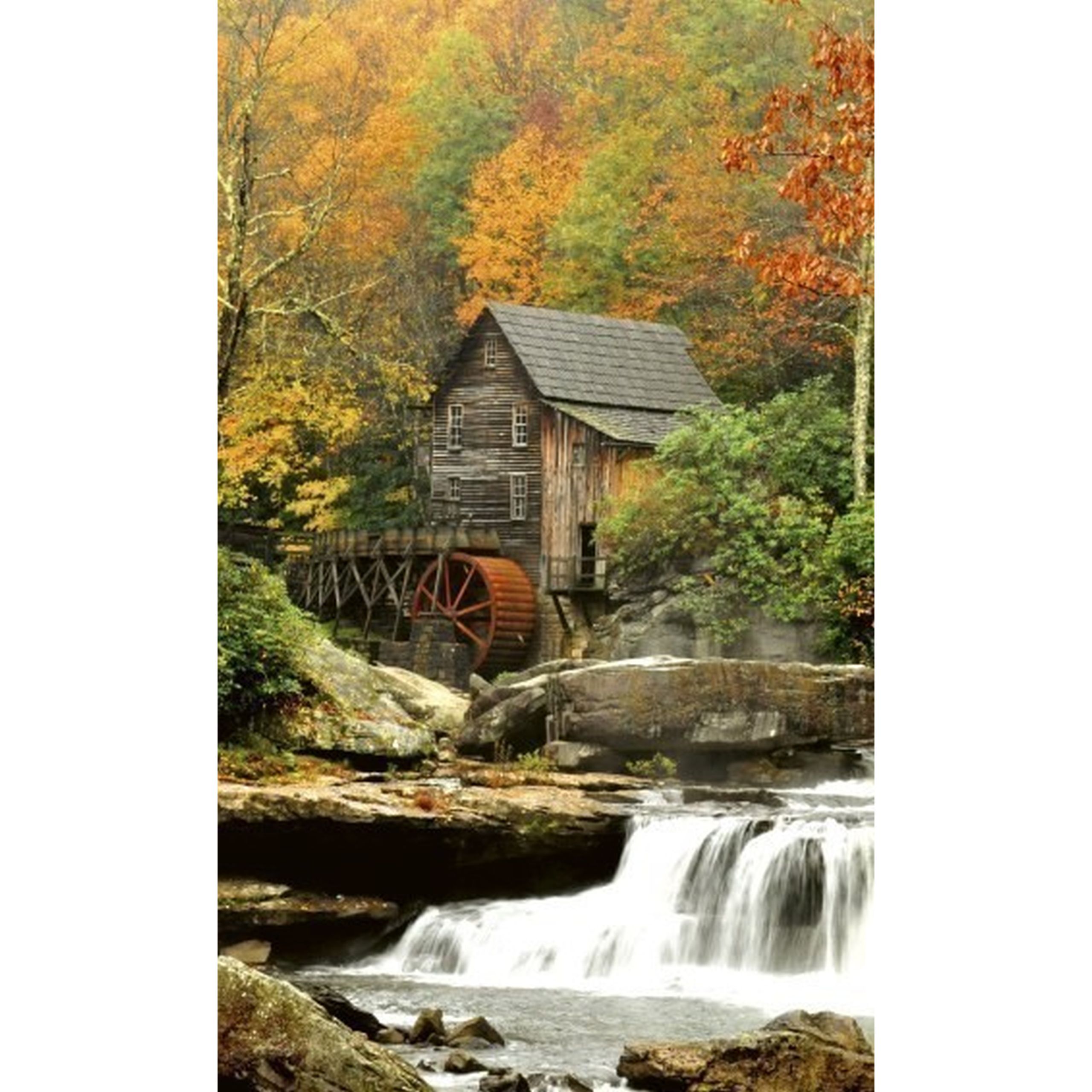 Dimex | Dimex Line | MS-2-0056  | Fototapete | Vlies | Versch. Größen | Wald & Pflanzen | Grün